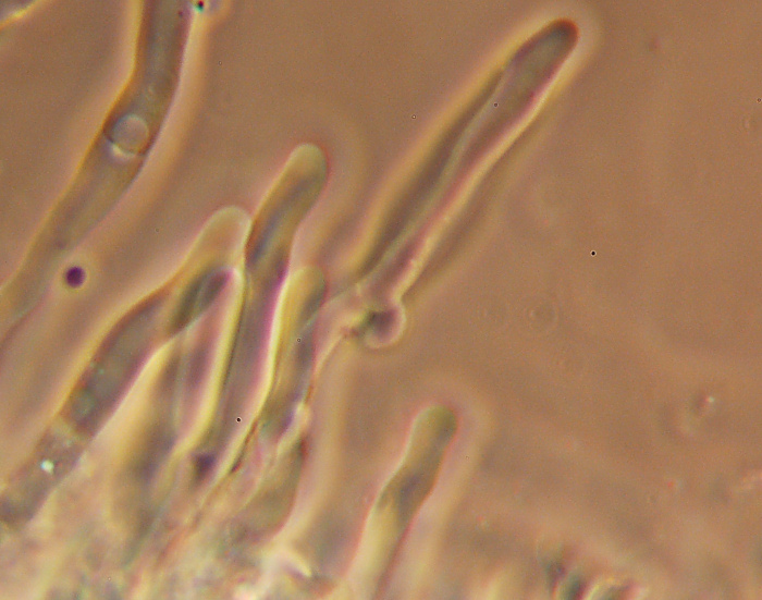 Climacocystis borealis (Fr.) Kotl. & Pouzar